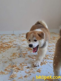 Süper Kalite Japon Akita Inu Yavrularimiz 4