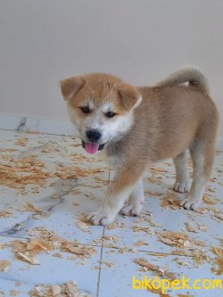 Süper Kalite Japon Akita Inu Yavrularimiz 1