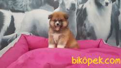 SUPER KALİTE Japon Akita İnu Yavrularimiz ( Hachiko ) 1