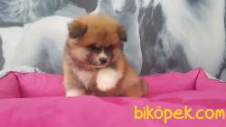 SUPER KALİTE Japon Akita İnu Yavrularimiz ( Hachiko ) 5
