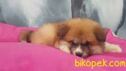 SUPER KALİTE Japon Akita İnu Yavrularimiz ( Hachiko ) 2