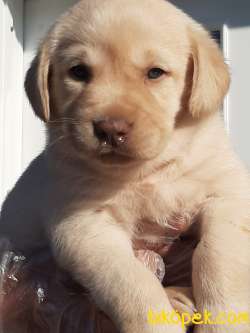 SUPER KALITE LABRADOR RETRIEVER YAVRULARI 3