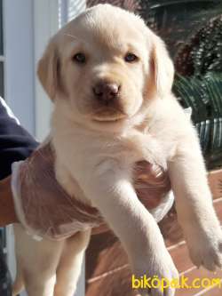 SUPER KALITE LABRADOR RETRIEVER YAVRULARI 1
