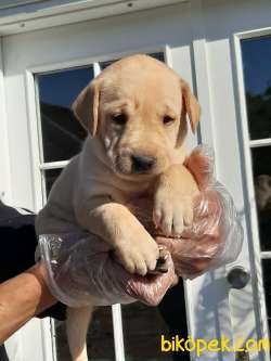 SUPER KALITE LABRADOR RETRIEVER YAVRULARI 2