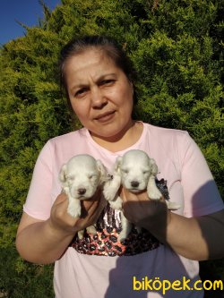 Süper Kalite Maltese Terrier  Yavrularım 4