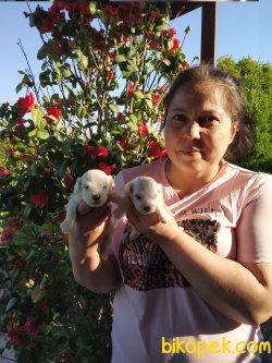 Süper Kalite Maltese Terrier  Yavrularım 2