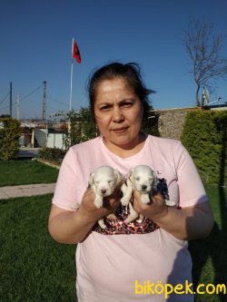 Süper Kalite Maltese Terrier  Yavrularım 1