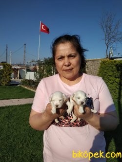 Süper Kalite Maltese Terrier  Yavrularım 3