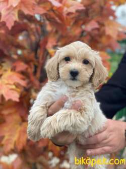 SÜPER KALİTE MALTİPOO BEBEK 1