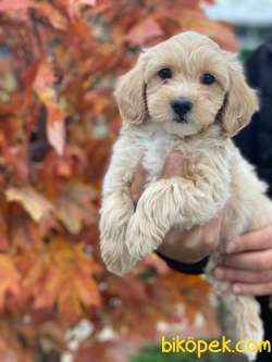 SÜPER KALİTE MALTİPOO BEBEK 3