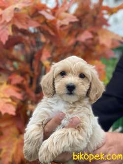 SÜPER KALİTE MALTİPOO BEBEK 2