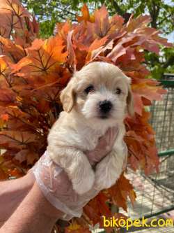 SÜPER KALİTE MALTİPOO BEBEK GELDİİ 2