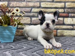 Süper Kalite Maskeli French Bulldog Yavrumuz Milka 1