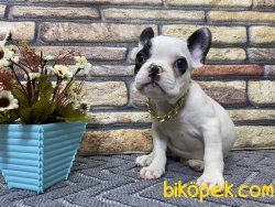Süper Kalite Maskeli French Bulldog Yavrumuz Milka 5
