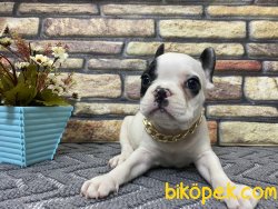 Süper Kalite Maskeli French Bulldog Yavrumuz Milka 2