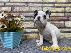 Süper Kalite Maskeli French Bulldog Yavrumuz Milka 4