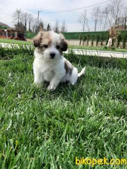 SÜPER KALİTE MORKİE YAVRULARI 5