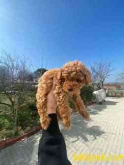 SÜPER KALİTE PASAPORTLU POODLE BEBEKLERİMİZ 1