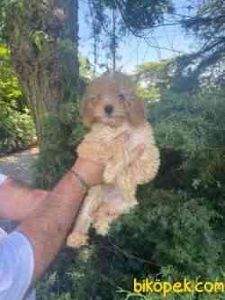 SÜPER KALİTE PASAPORTLU POODLE BEBEKLERİMİZ 2