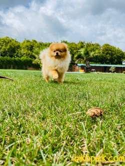 Süper Kalite Pomeranian Boo Yavruları 2