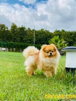 Süper Kalite Pomeranian Boo Yavruları 3