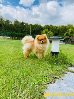 Süper Kalite Pomeranian Boo Yavruları 1