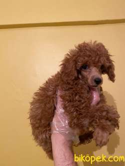 SÜPER KALİTE POODLE 2