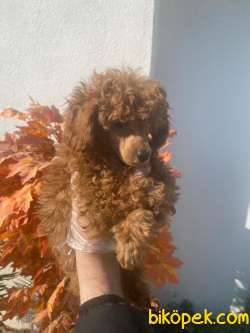 SÜPER KALİTE POODLE 3
