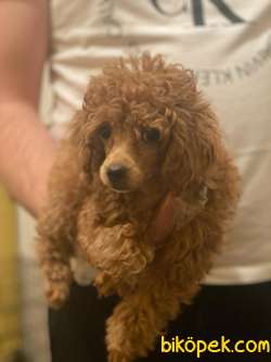 SÜPER KALİTE POODLE 1