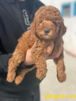 SÜPER KALİTE POODLE BEBEKLER 1