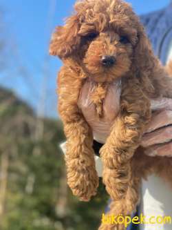 SÜPER KALİTE POODLE BEBEKLER 3