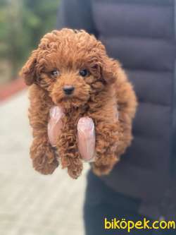 SÜPER KALİTE POODLE BEBEKLER 2