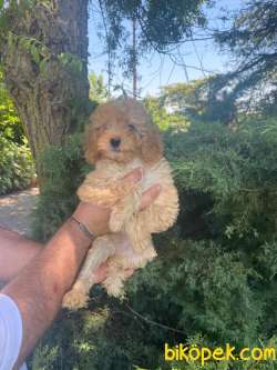 SÜPER KALİTE POODLE BEBEKLERİMİZ 2