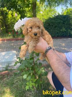 SÜPER KALİTE POODLE BEBEKLERİMİZ 3