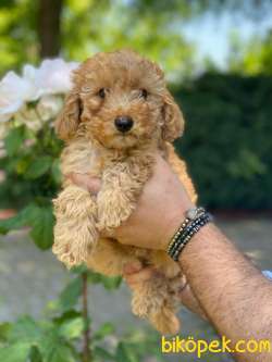 SÜPER KALİTE POODLE BEBEKLERİMİZ 1