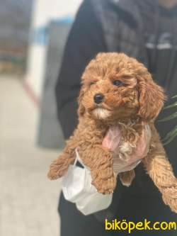 SÜPER KALİTE  POODLE BEBEKLERİMİZZ 2