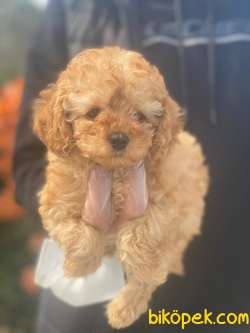 SÜPER KALİTE  POODLE BEBEKLERİMİZZ 1