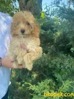SÜPER KALİTE POODLE YAVRULARIMIZ 3