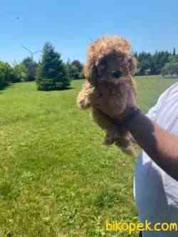 SÜPER KALİTE POODLE YAVRULARIMIZ 2
