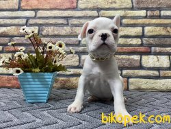 Süper Kalite Spiral Kuyruk Beyaz French Bulldog Yavrumuz Winnie 1