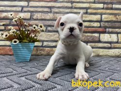 Süper Kalite Spiral Kuyruk Beyaz French Bulldog Yavrumuz Winnie 2