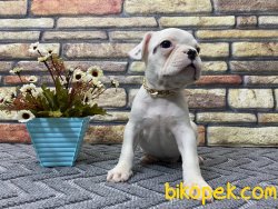 Süper Kalite Spiral Kuyruk Beyaz French Bulldog Yavrumuz Winnie 4