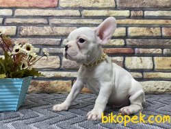 Süper Kalite Spiral Kuyruk Beyaz French Bulldog Yavrumuz Winnie 3