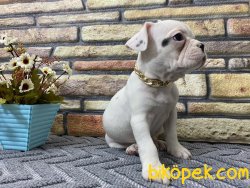 Süper Kalite Spiral Kuyruk Beyaz French Bulldog Yavrumuz Winnie 3
