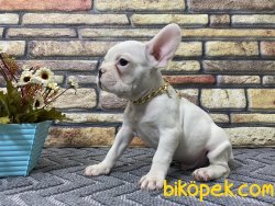 Süper Kalite Spiral Kuyruk Beyaz French Bulldog Yavrumuz Winnie 2