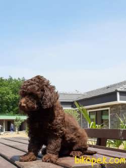 Super Kalite TOY POODLE YAVRULARI 2