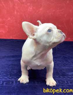 Süper Kalite Ve Muhteşem Güzellikte French Bulldog Platinyum 4