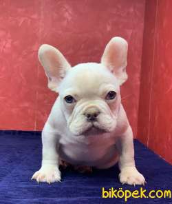 Süper Kalite Ve Muhteşem Güzellikte French Bulldog Platinyum 2