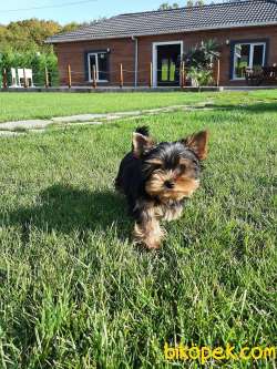SÜPER KALİTE YORKSHIRE TERRIER YAVRULARIMIZ 1