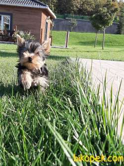SÜPER KALİTE YORKSHIRE TERRIER YAVRULARIMIZ 2